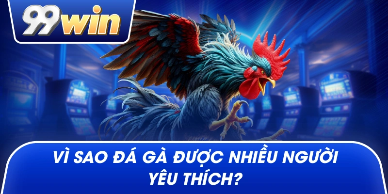 Vì sao đá gà được nhiều người yêu thích?